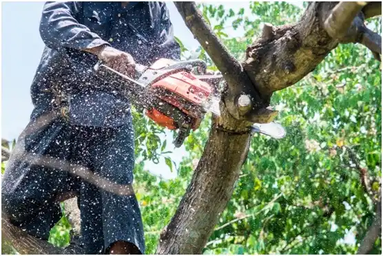 tree services Grays River